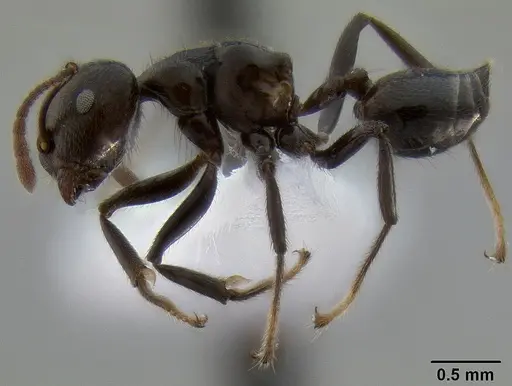 Crematogaster onusta specimen CASENT0193714 image casent0193714_4
