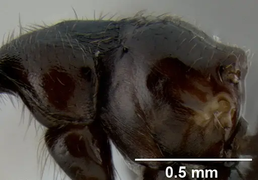 Crematogaster onusta specimen CASENT0193714 image casent0193714_5