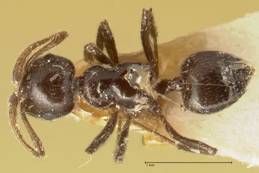 Crematogaster onusta specimen FOCOL1439 image focol1439_1