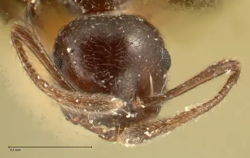 Crematogaster onusta specimen FOCOL1439 image focol1439_2