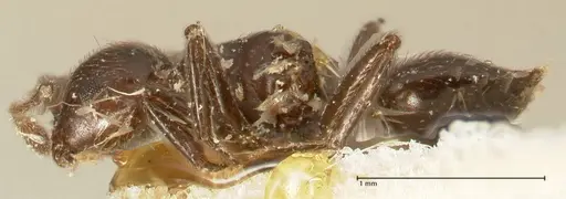 Crematogaster onusta specimen FOCOL1439 image focol1439_3