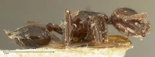 Crematogaster onusta specimen FOCOL1439 image focol1439_4