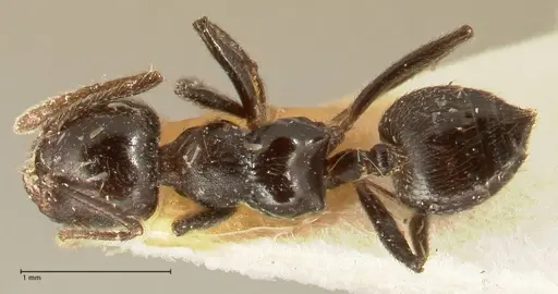 Crematogaster onusta specimen FOCOL1440 image focol1440_1