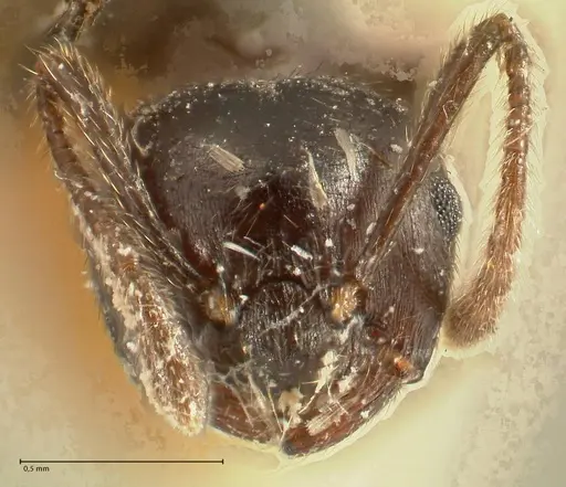 Crematogaster onusta specimen FOCOL1440 image focol1440_2