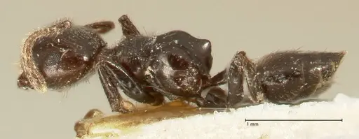 Crematogaster onusta specimen FOCOL1440 image focol1440_3