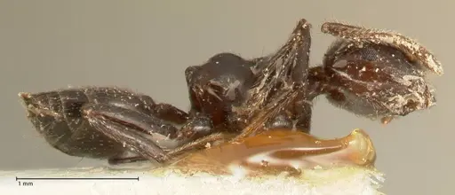 Crematogaster onusta specimen FOCOL1440 image focol1440_4