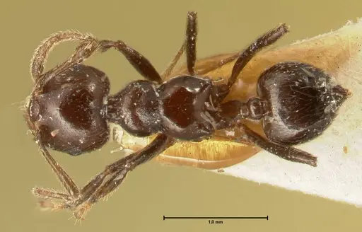 Crematogaster onusta specimen FOCOL1441 image focol1441_1