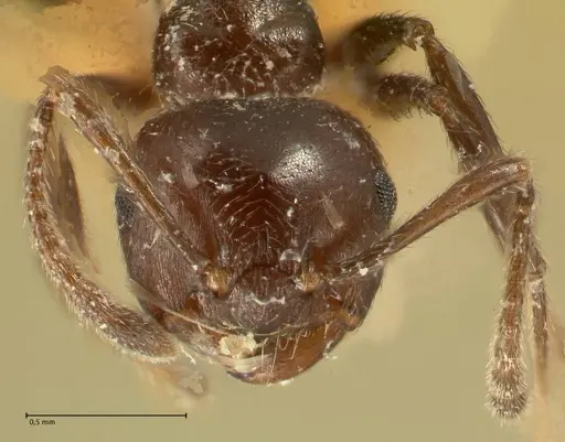 Crematogaster onusta specimen FOCOL1441 image focol1441_2