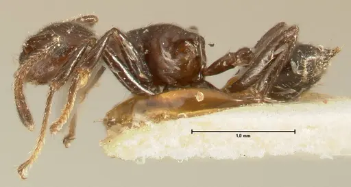 Crematogaster onusta specimen FOCOL1441 image focol1441_3