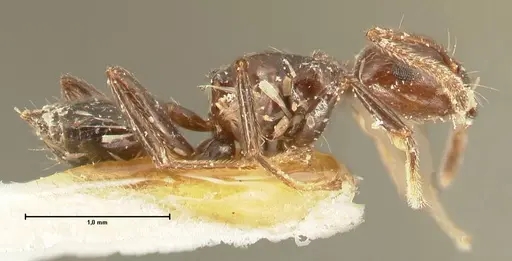 Crematogaster onusta specimen FOCOL1441 image focol1441_4