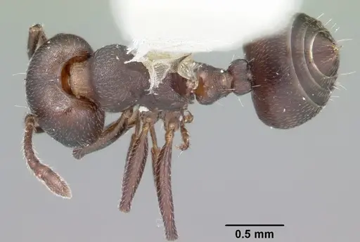 Crematogaster opaca specimen CASENT0104692 image casent0104692_1