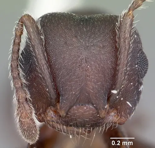 Crematogaster opaca specimen CASENT0104692 image casent0104692_2
