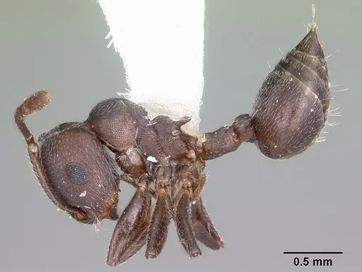 Crematogaster opaca specimen CASENT0104692 image casent0104692_3
