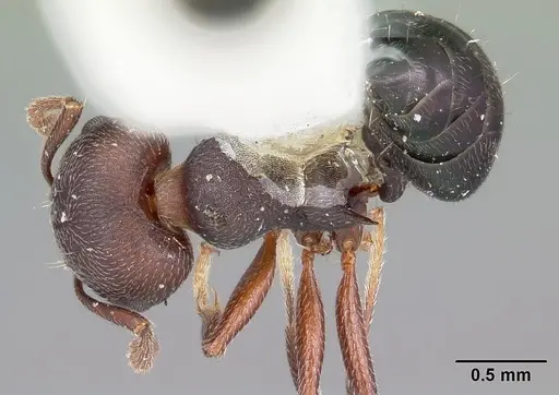 Crematogaster opaca specimen CASENT0104693 image casent0104693_1