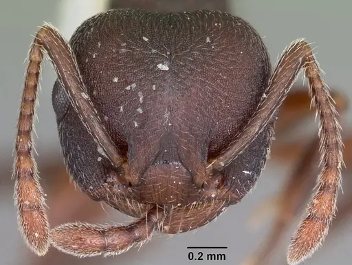 Crematogaster opaca specimen CASENT0104693 image casent0104693_2