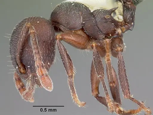 Crematogaster opaca specimen CASENT0104693 image casent0104693_3