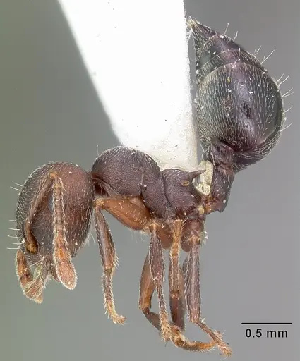 Crematogaster opaca specimen CASENT0104693 image casent0104693_4