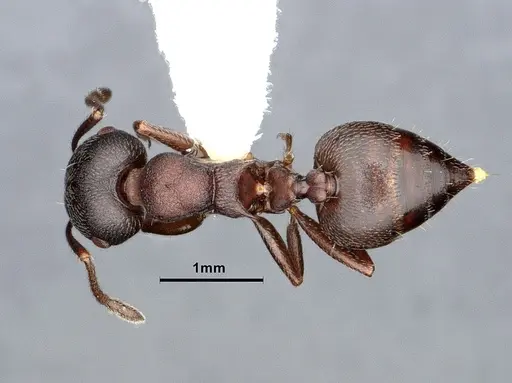 Crematogaster opaca specimen CASENT0106613 image casent0106613_1