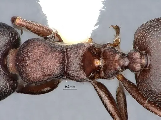 Crematogaster opaca specimen CASENT0106613 image casent0106613_2