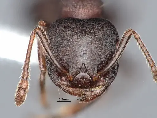 Crematogaster opaca specimen CASENT0106613 image casent0106613_3