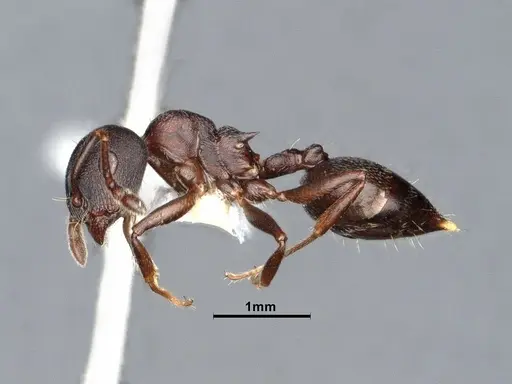 Crematogaster opaca specimen CASENT0106613 image casent0106613_4