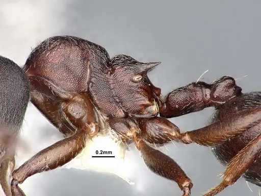 Crematogaster opaca specimen CASENT0106613 image casent0106613_5