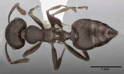 Crematogaster opaca specimen CASENT0246024 image casent0246024_1