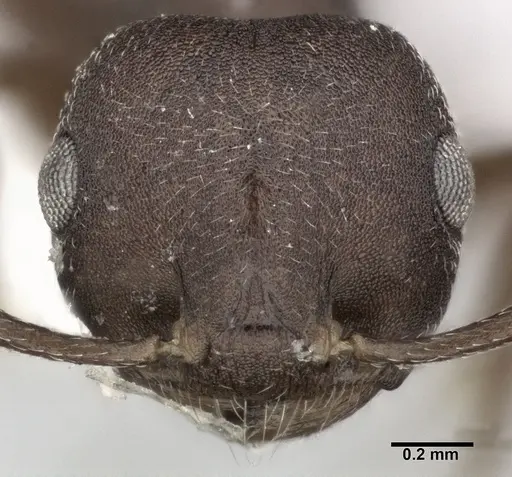 Crematogaster opaca specimen CASENT0246024 image casent0246024_2
