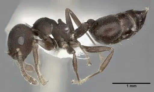 Crematogaster opaca specimen CASENT0246024 image casent0246024_3
