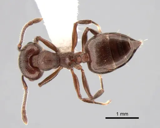 Crematogaster opaca specimen CASENT0882181 image casent0882181_1
