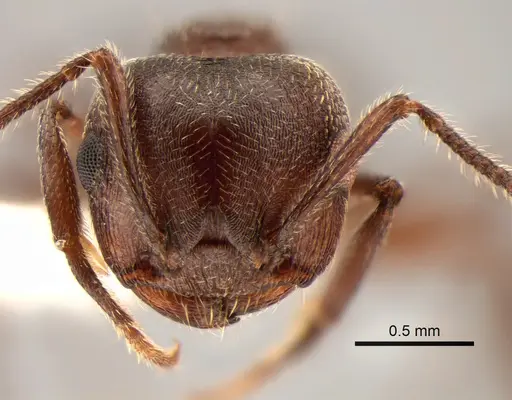 Crematogaster opaca specimen CASENT0882181 image casent0882181_2