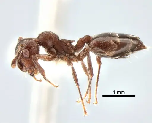 Crematogaster opaca specimen CASENT0882181 image casent0882181_3