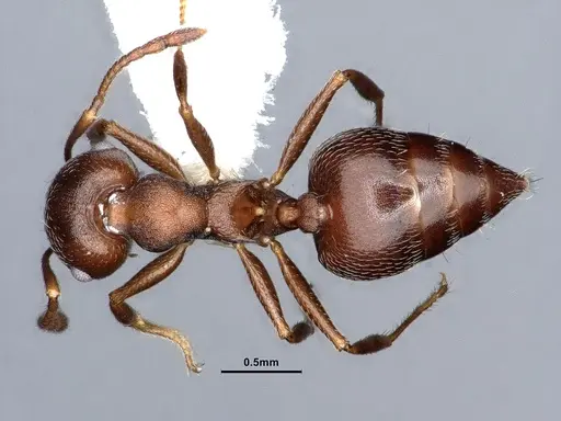 Crematogaster opaca specimen CASENT0884414 image casent0884414_1
