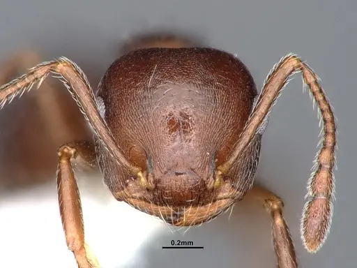 Crematogaster opaca specimen CASENT0884414 image casent0884414_2