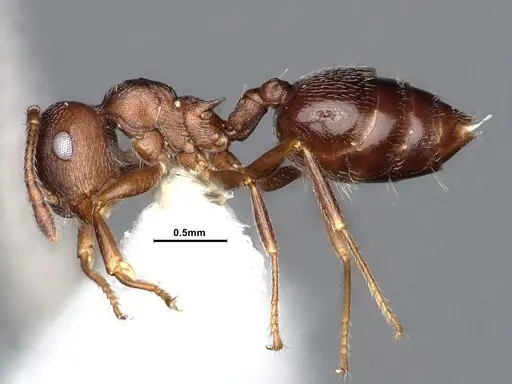 Crematogaster opaca specimen CASENT0884414 image casent0884414_3