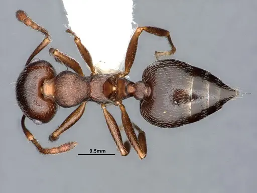 Crematogaster opaca specimen CASENT0884415 image casent0884415_1