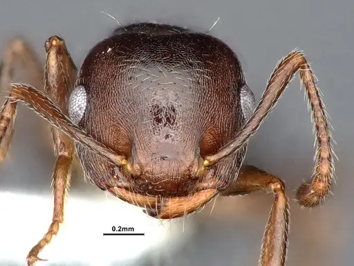 Crematogaster opaca specimen CASENT0884415 image casent0884415_2