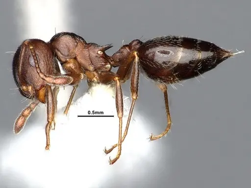 Crematogaster opaca specimen CASENT0884415 image casent0884415_3