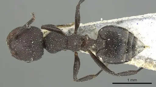 Crematogaster opaca specimen CASENT0902152 image casent0902152_1