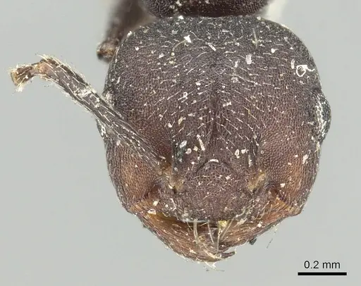 Crematogaster opaca specimen CASENT0902152 image casent0902152_2