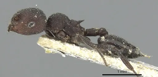 Crematogaster opaca specimen CASENT0902152 image casent0902152_3