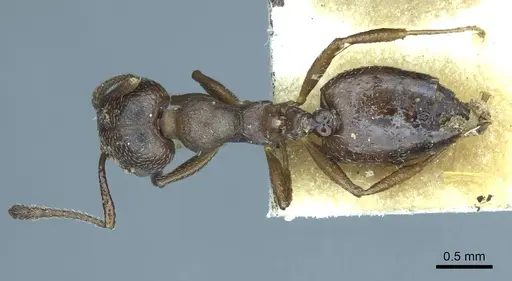 Crematogaster opaca specimen CASENT0919705 image casent0919705_1