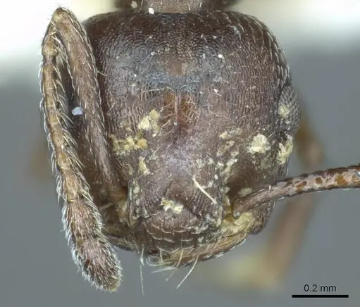 Crematogaster opaca specimen CASENT0919705 image casent0919705_2
