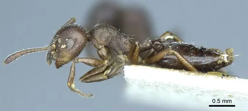 Crematogaster opaca specimen CASENT0919705 image casent0919705_3