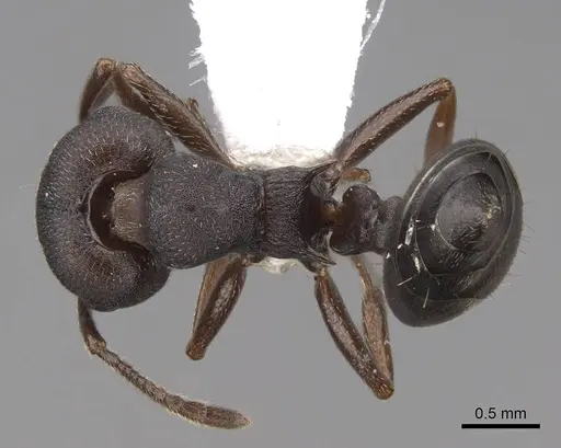 Crematogaster opaca specimen CASENT0922737 image casent0922737_1