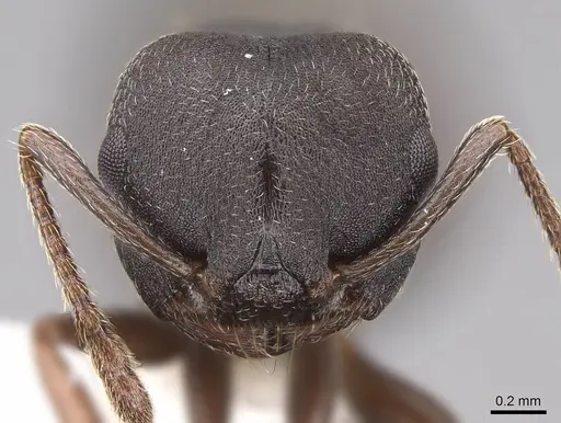 Crematogaster opaca specimen CASENT0922737 image casent0922737_2