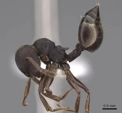 Crematogaster opaca specimen CASENT0922737 image casent0922737_3
