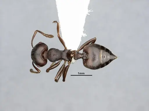 Crematogaster opaca specimen CASENT4031431 image casent4031431_1