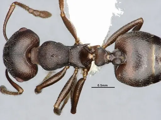 Crematogaster opaca specimen CASENT4031431 image casent4031431_2