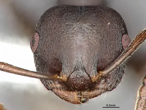 Crematogaster opaca specimen CASENT4031431 image casent4031431_3